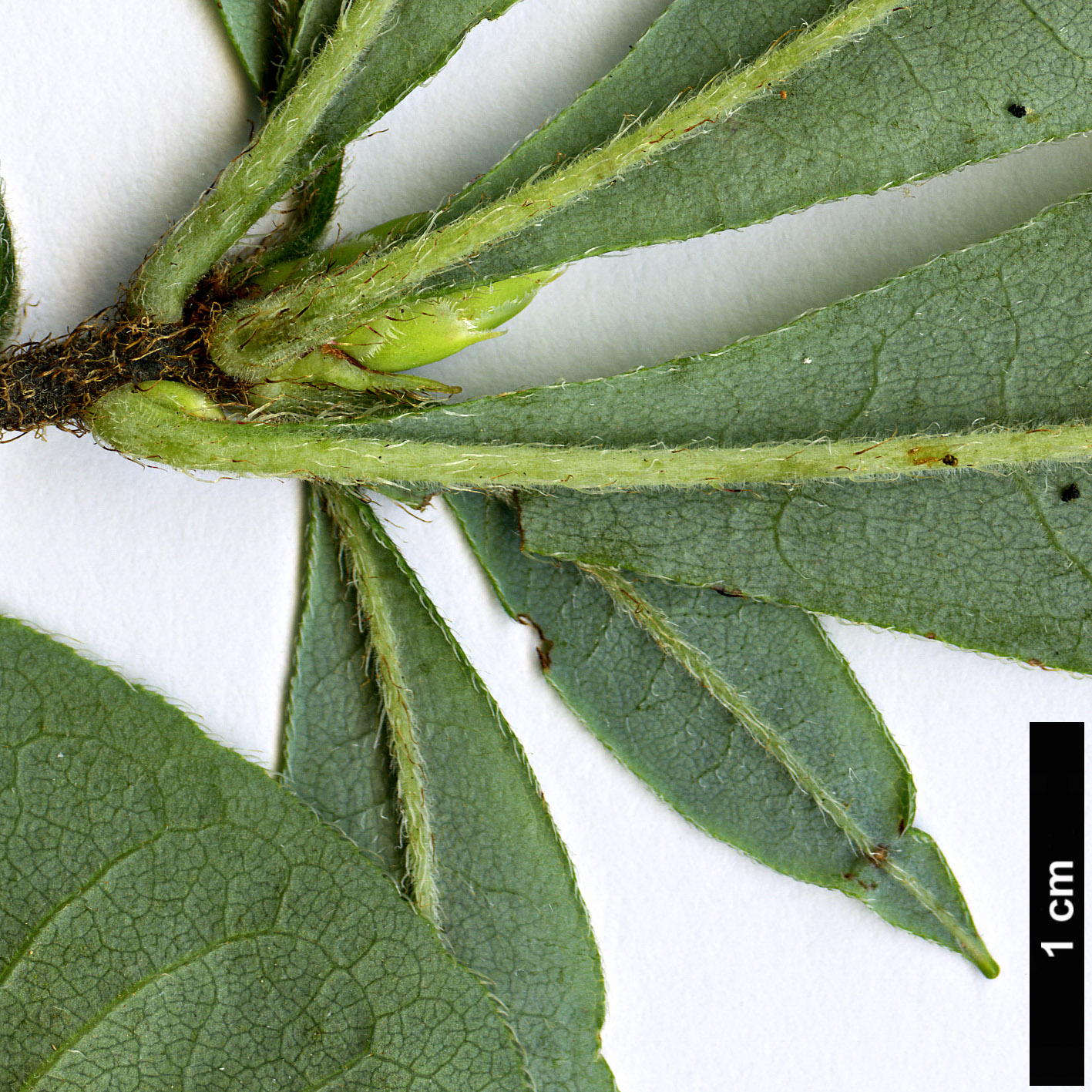 High resolution image: Family: Ericaceae - Genus: Rhododendron - Taxon: cumberlandense - SpeciesSub: ’Hillier’s Red’